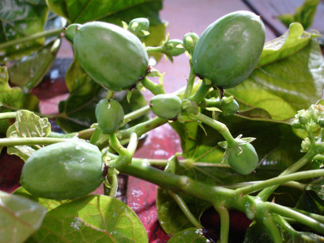 Como Resolver o Problema do Jiló Amargo na Cozinha