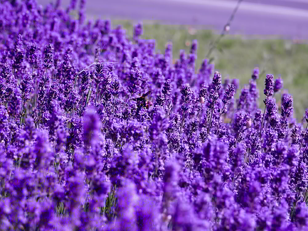 como plantar lavanda na horta
