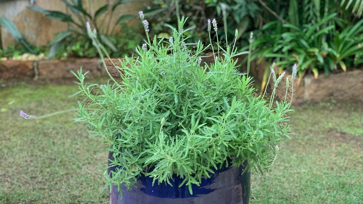 5 Erros Comuns ao Plantar Lavanda e Como Evitá-los