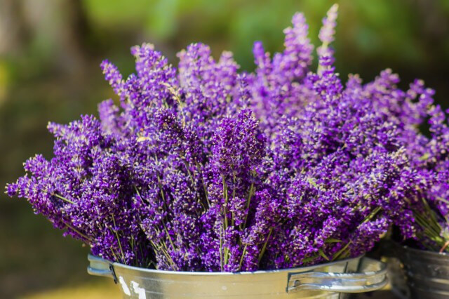Guia Completo de Poda de Lavanda para Máxima Floração