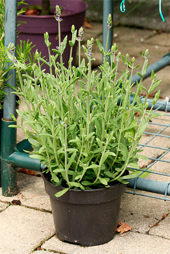 Como Fazer a Mistura de Solo Ideal para Lavanda