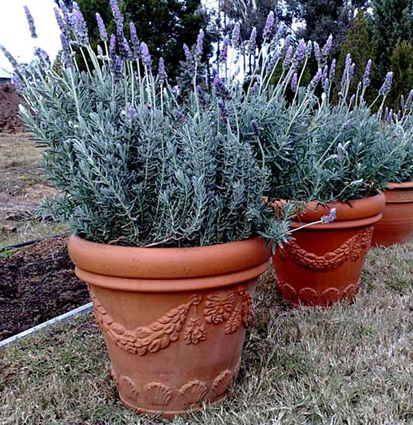 Lavanda na Horta: Benefícios e Dicas de Plantio