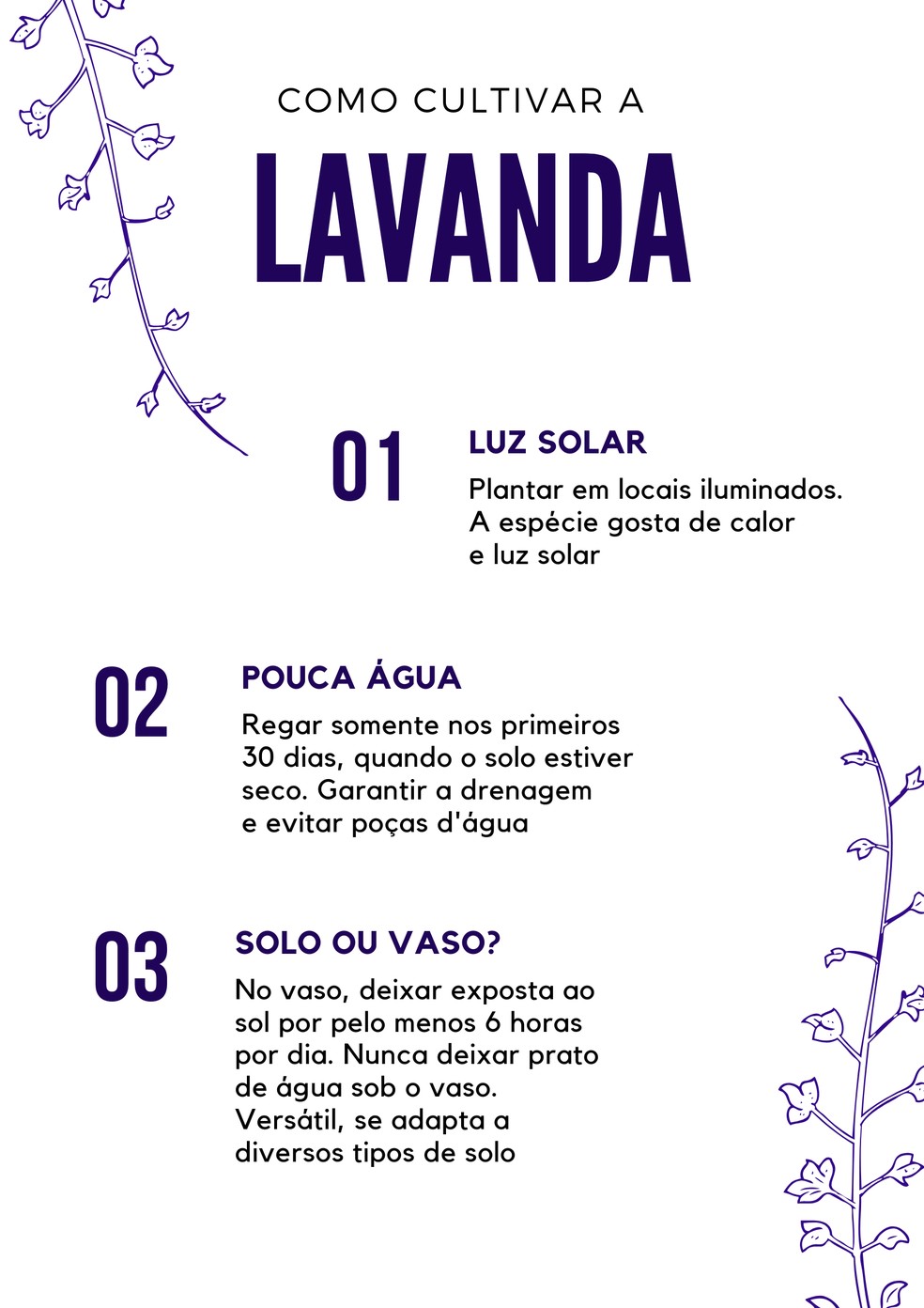como plantar lavanda na horta