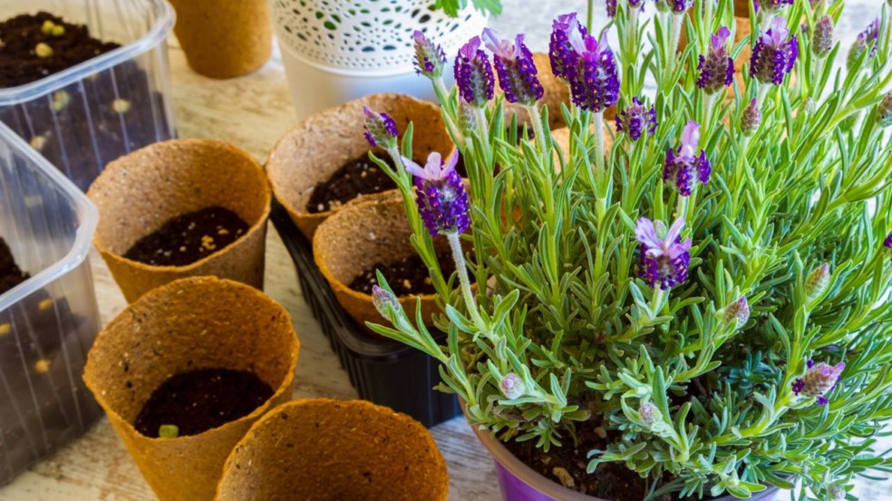 5 Erros Comuns ao Plantar Lavanda e Como Evitá-los