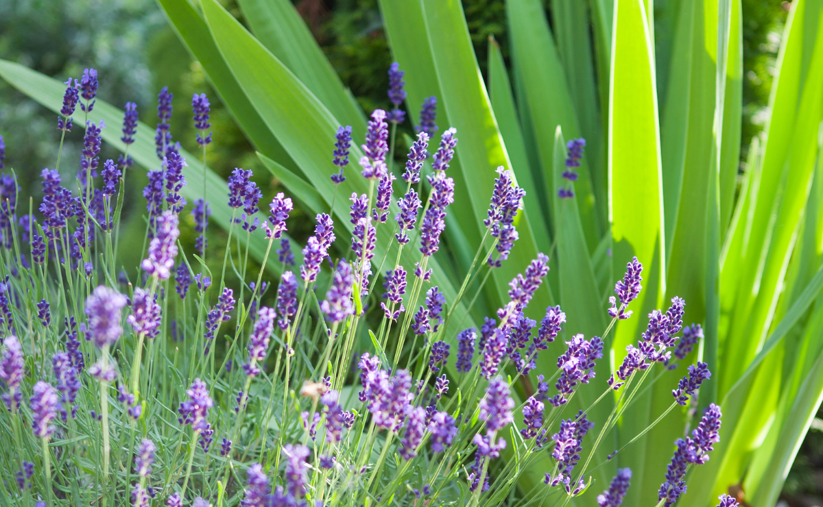 Lavanda Dentata: A Escolha Certa para o Clima Brasileiro