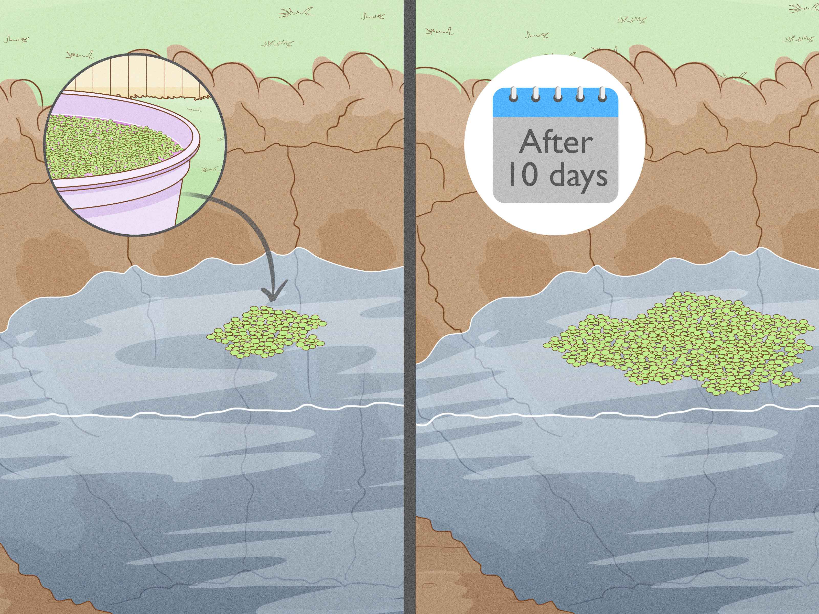 como plantar lentilha d'água
