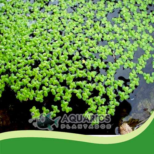 Guia Completo: Como Usar Lentilha D'água na Alimentação de Peixes e Aves