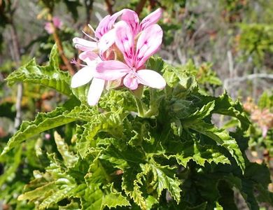 5 ideias de títulos:
1. Guia Completo: Como Plantar e Cuidar de Malva em Casa
2. Malva Real vs. Malva Cheirosa: Qual Escolher para o Seu Jardim?
3. Propagação de Malva: Técnicas Fáceis para Multiplicar Suas Plantas
4. Os Benefícios Medicinais da Malva e Como Cultivá-la
5. Sol