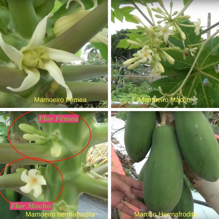 Nenhuma ideia de título para posts complementares pôde ser gerada com os dados fornecidos.