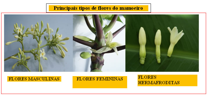 Nenhuma ideia de título para posts complementares pôde ser gerada com os dados fornecidos.
