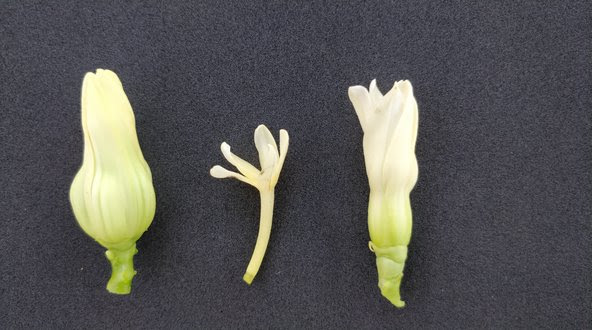 como plantar mamão e identificar macho e fêmea