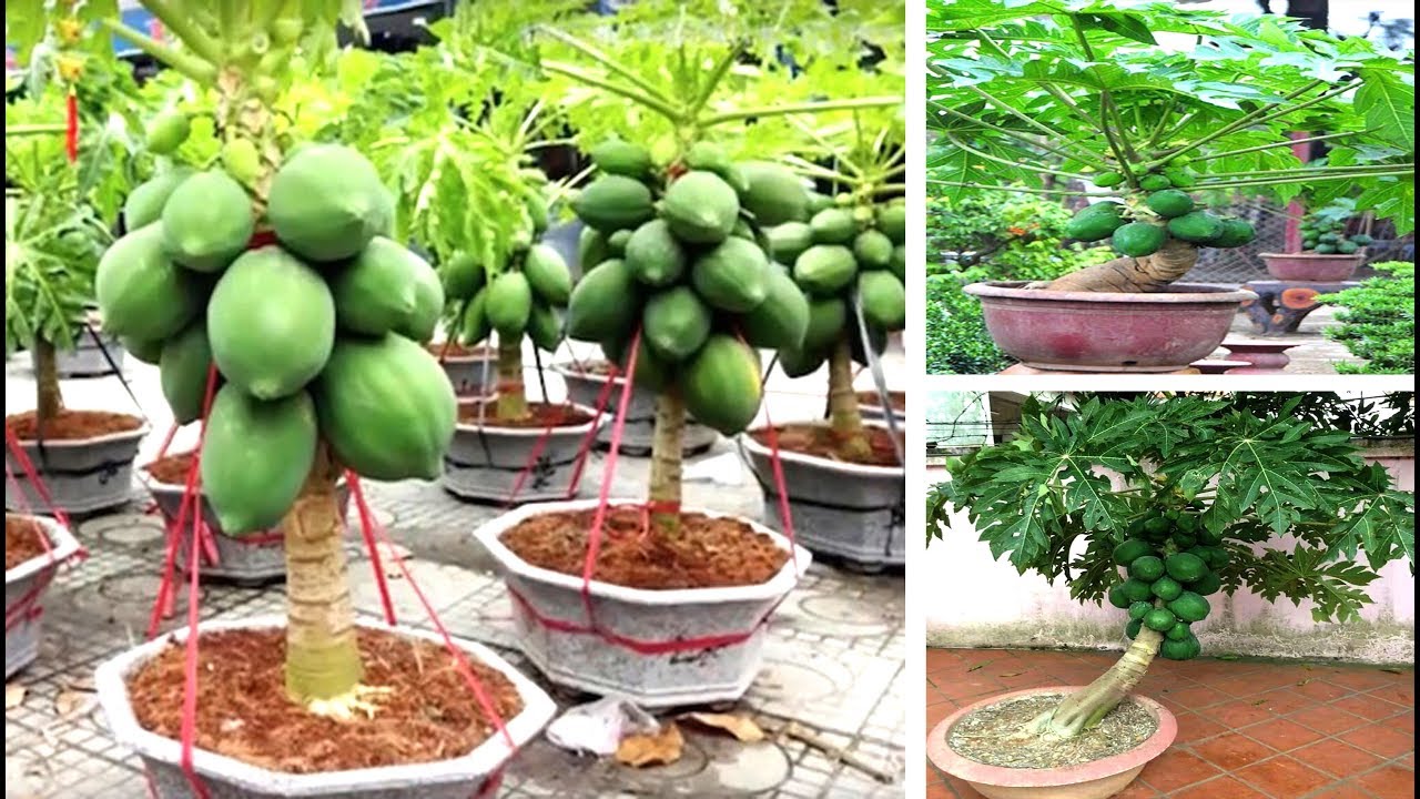 Nenhuma ideia de título para posts complementares pôde ser gerada com os dados fornecidos.