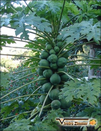 Nenhuma ideia de título para posts complementares pôde ser gerada com os dados fornecidos.