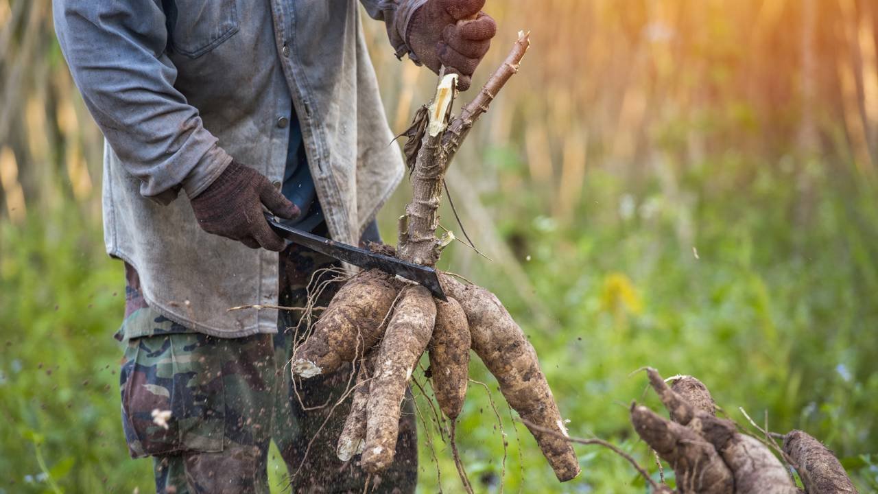 como plantar mandioca em vasos grandes
