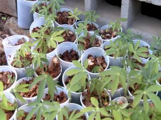 Tipos de Vasos Ideais para Mandioca