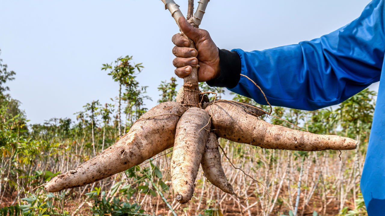 Como Preparar o Solo para o Plantio de Mandioca em Vaso