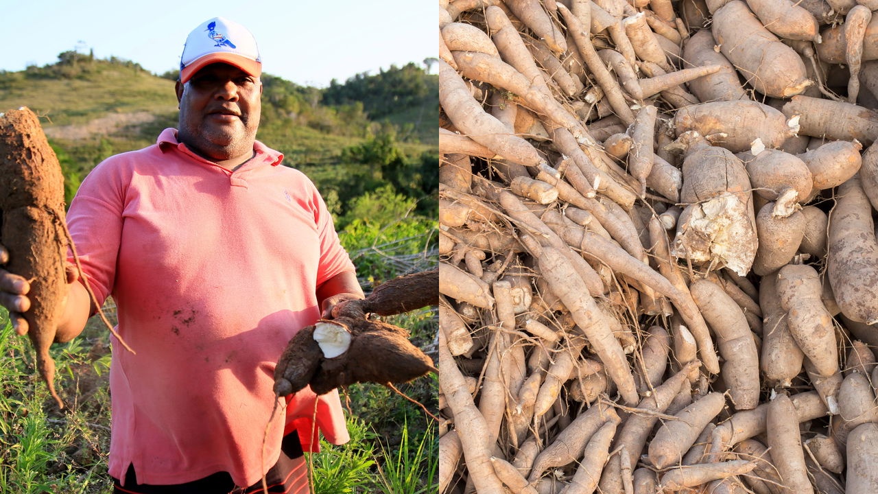 Guia Completo da Adubação para Mandioca em Recipientes