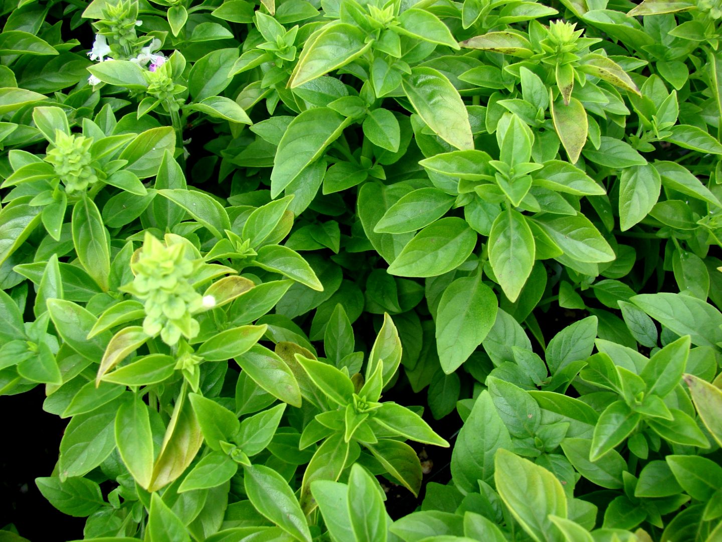 como plantar manjericão comum