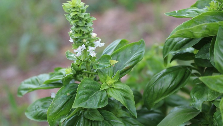 10 receitas fáceis com manjericão fresco