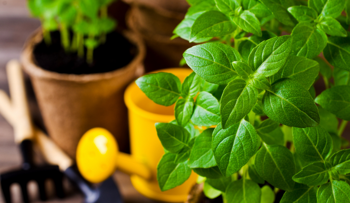Os melhores vasos para cultivar manjericão em apartamento