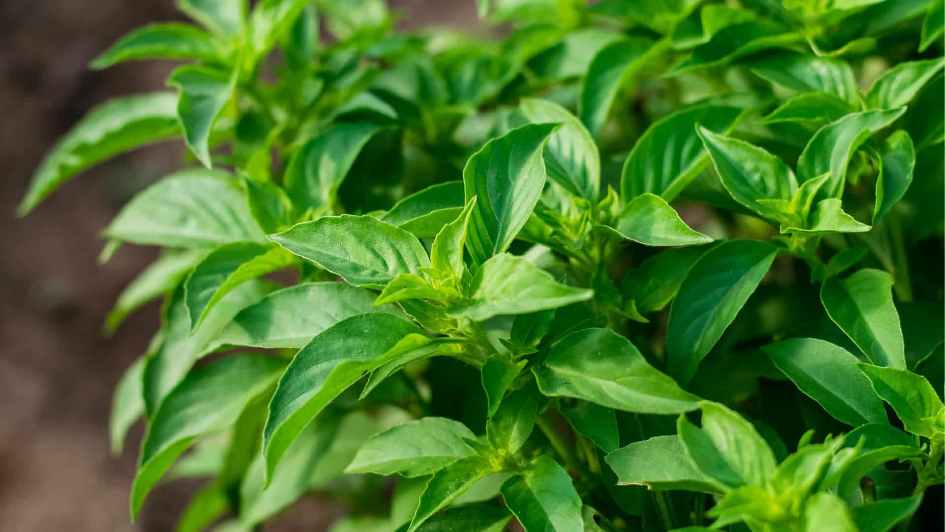 como plantar manjericão comum