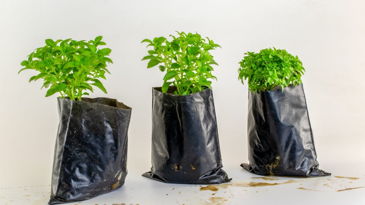 5 tipos de manjericão para cultivar em casa