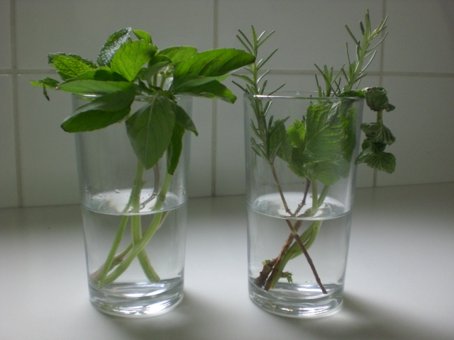 Como combater pragas no manjericão