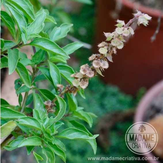 5 tipos de manjericão para cultivar em casa