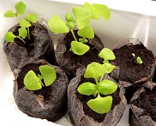 Como combater pragas no manjericão