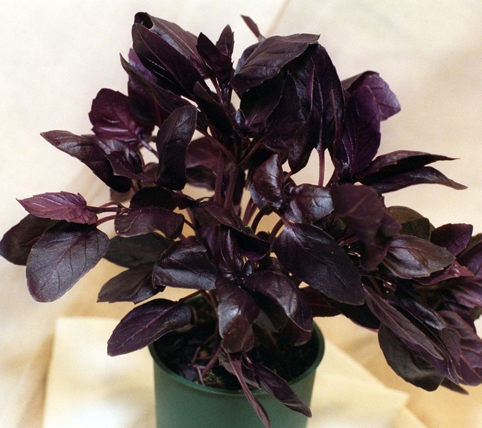 como plantar manjericão roxo