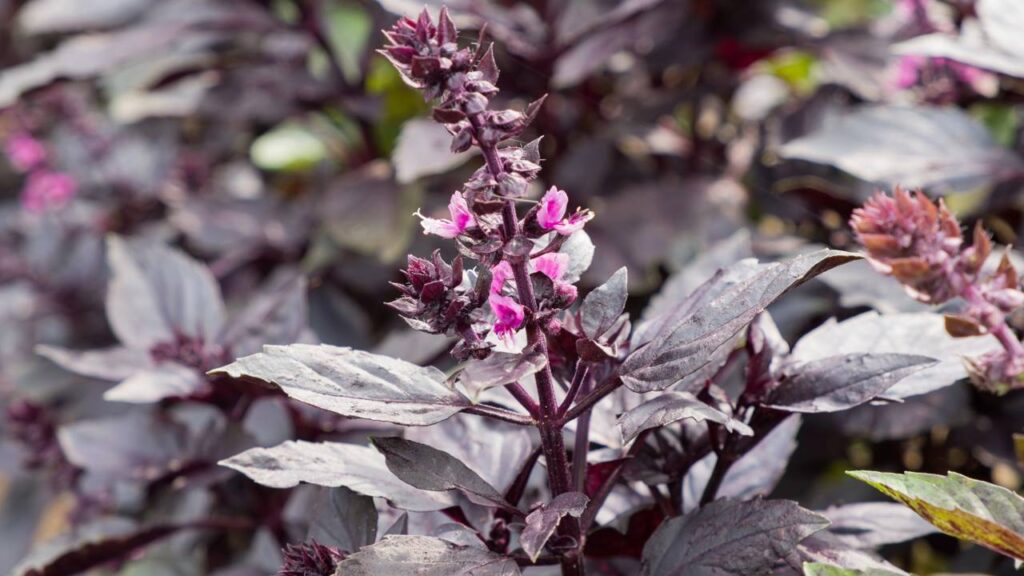 Como fazer mudas de manjericão roxo a partir de estacas