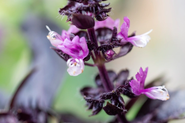 A importância da luz solar para a cor do manjericão roxo