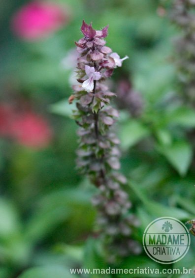 Guia completo de rega para manjericão roxo