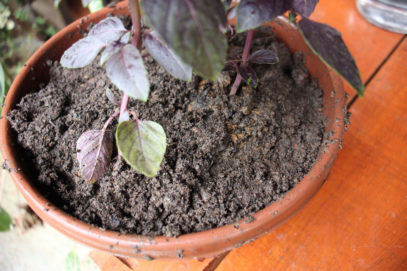 Manjericão roxo: sementes vs. estacas - qual escolher?