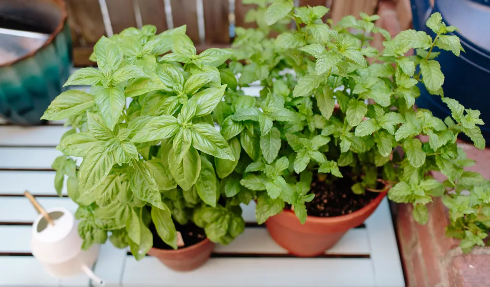 Como Fazer Mudas de Manjericão Tulsi Facilmente