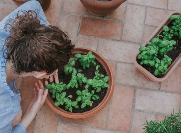 Manjericão Sagrado em Vasos: Dicas para Cultivo Interno