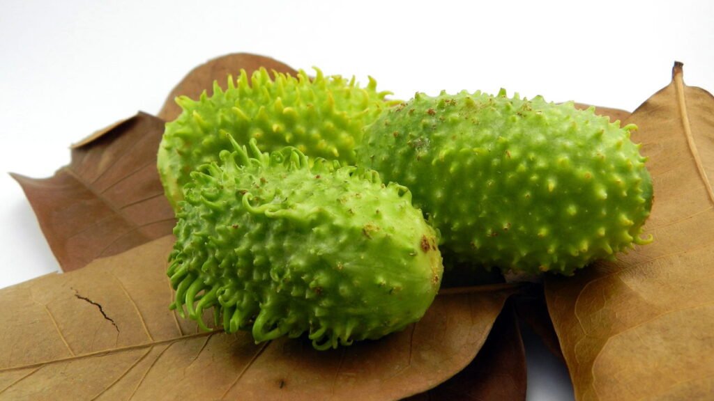 como plantar maxixe e colher muito