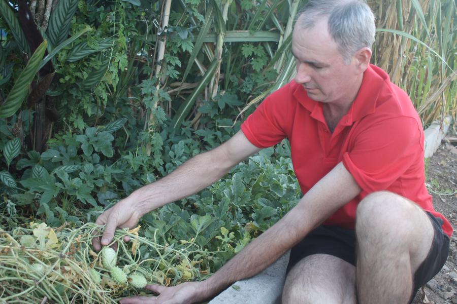 Colheita de maxixe: quando e como fazer