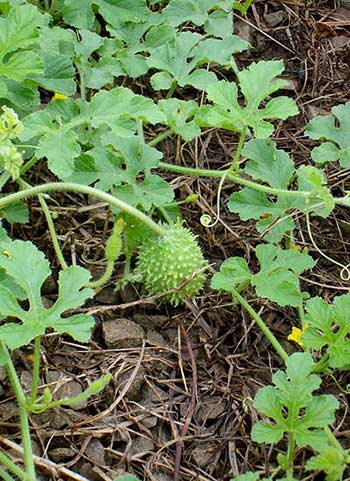 Como plantar maxixe em vasos: guia completo