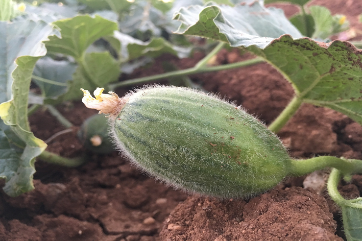 Colheita de maxixe: quando e como fazer