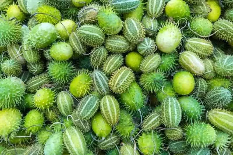 Maxixe: um aliado para a saúde intestinal