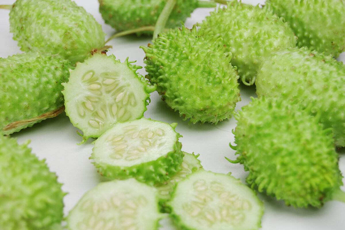 5 segredos para um maxixe super produtivo