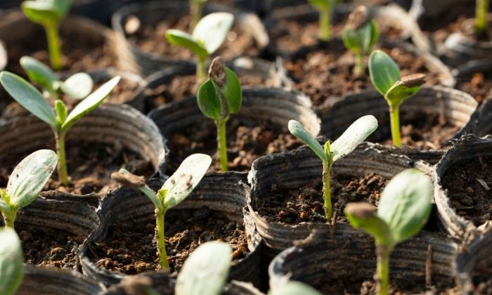 5 ideias de títulos:
1. Guia Completo: Como Plantar Melancia do Jeito Certo no Seu Quintal
2. Melancia em Casa: Dicas Essenciais para o Plantio e Cultivo
3. Do Semente à Fruta: O Passo a Passo para Cultivar Melancia Saudável
4. Desmistificando o Plantio de Melancia: Dicas para Iniciantes
5. Colheita Perfeita: Como Saber a Hora Certa de Colher Sua Melancia