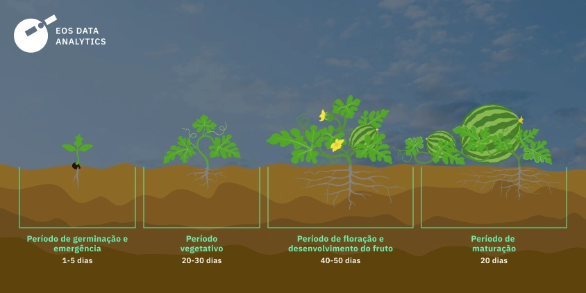 como plantar melancia de semente