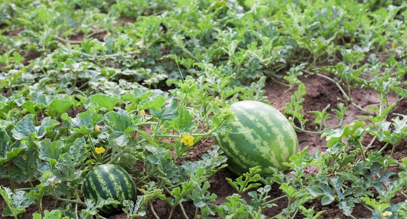 5 ideias de títulos:
1. Guia Completo: Como Plantar Melancia do Jeito Certo no Seu Quintal
2. Melancia em Casa: Dicas Essenciais para o Plantio e Cultivo
3. Do Semente à Fruta: O Passo a Passo para Cultivar Melancia Saudável
4. Desmistificando o Plantio de Melancia: Dicas para Iniciantes
5. Colheita Perfeita: Como Saber a Hora Certa de Colher Sua Melancia