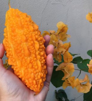 Como combater pragas no cultivo de Melão de São Caetano