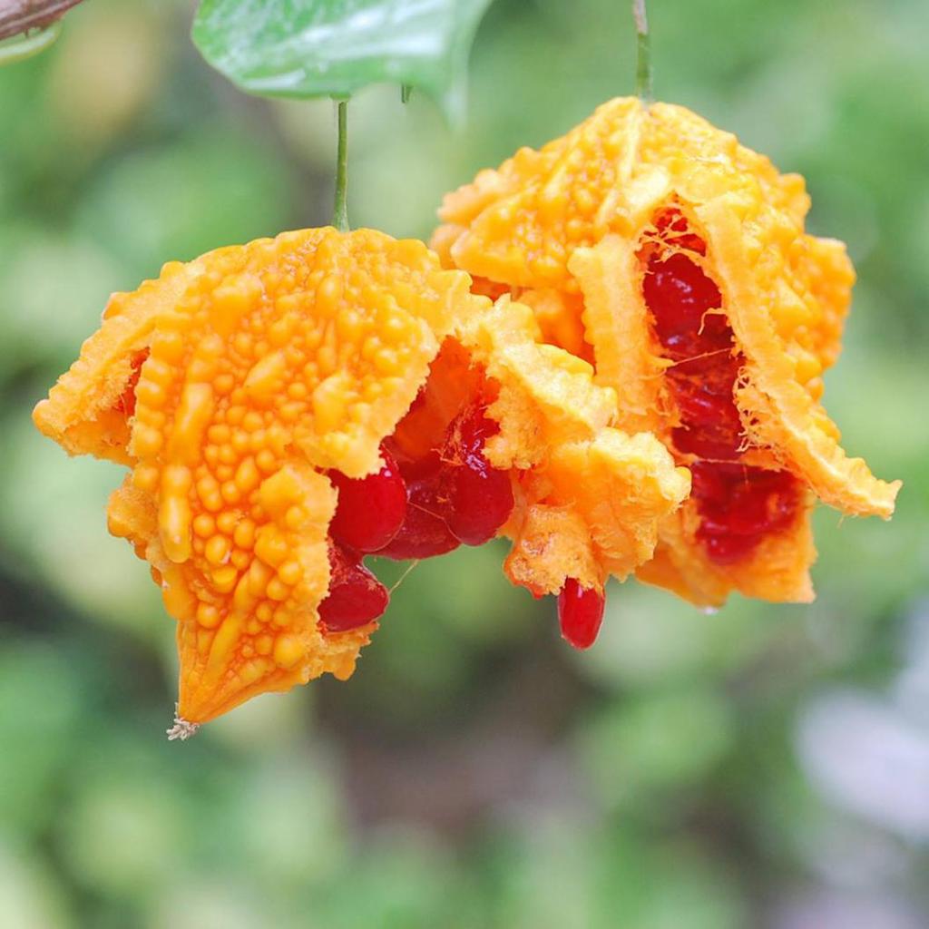 Receitas com Melão de São Caetano