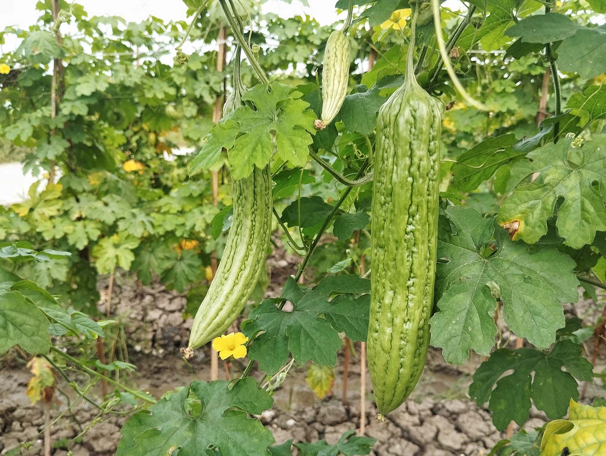 Uso medicinal da Momordica Charantia