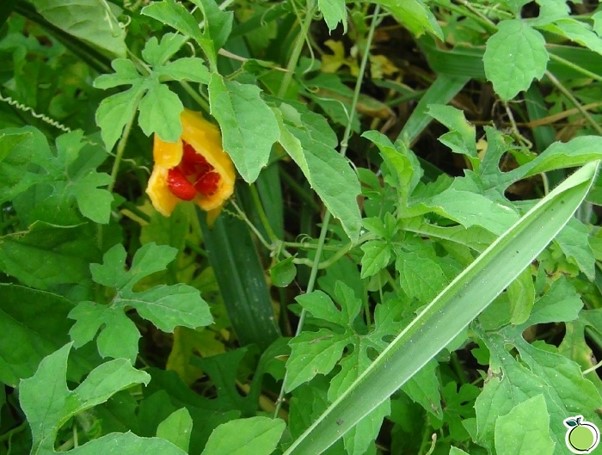 como plantar melão de são caetano