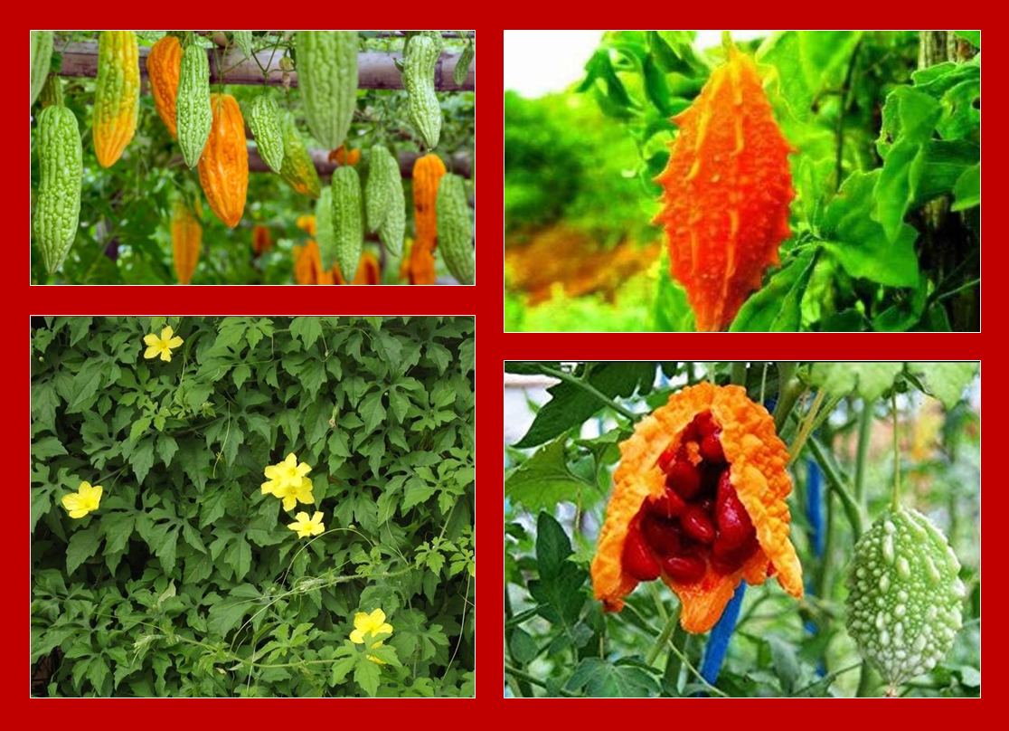 Benefícios do Melão de São Caetano para a Saúde